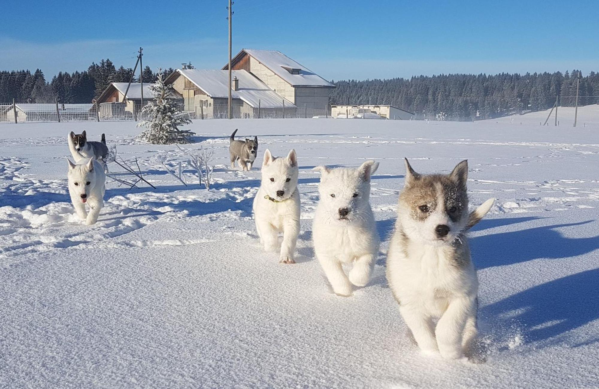 Vent_Du_Nord Lägenhet Tramelan Exteriör bild